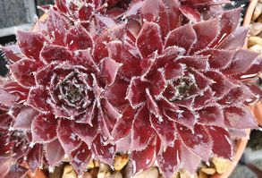 Sempervivum reginae-amaliae 